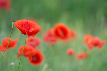 Image showing red poppy 