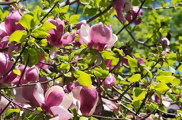 Image showing magnolia 