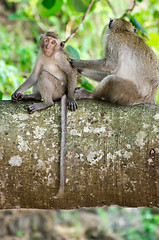 Image showing monkey 