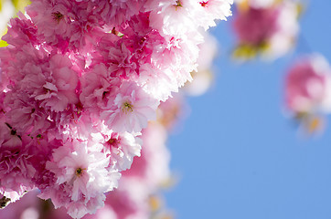 Image showing  cherry flower    