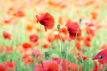 Image showing red poppy 