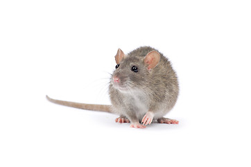 Image showing rat