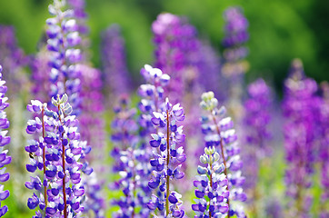 Image showing  flower on the field