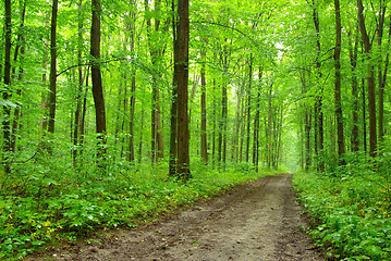 Image showing  forest