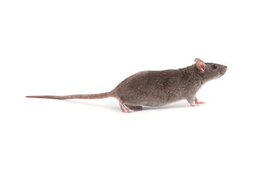 Image showing rat 