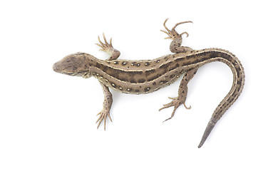 Image showing  lizard 