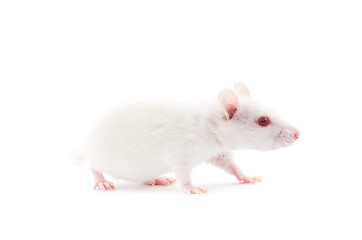 Image showing white rat 