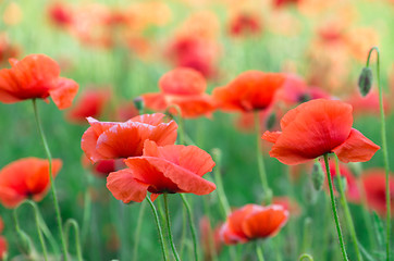 Image showing  red poppy