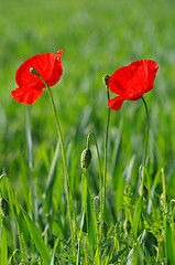 Image showing  red poppy 