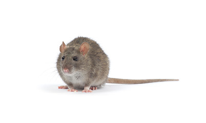 Image showing rat 