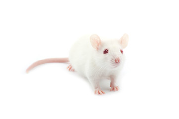 Image showing white rat