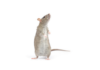 Image showing rat 