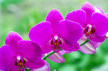 Image showing  orchid 