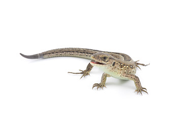 Image showing lizard 