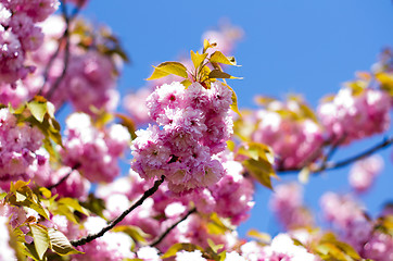 Image showing  flowers    