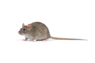 Image showing rat 