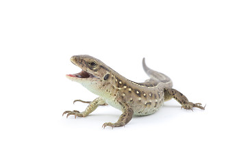 Image showing  lizard 