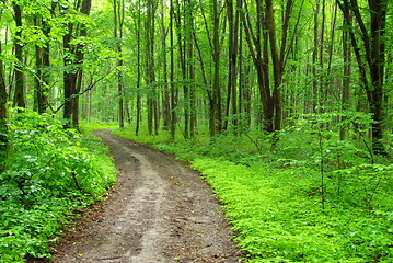 Image showing forest