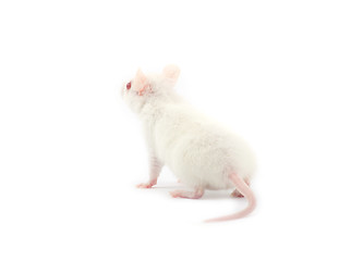 Image showing rat 