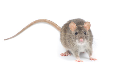 Image showing rat 