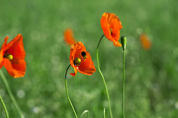 Image showing red poppy 