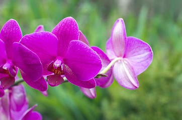 Image showing  orchid 