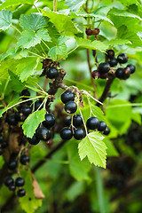 Image showing Blackcurrant bush