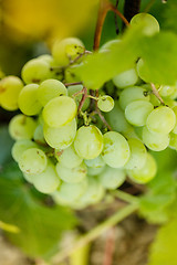 Image showing Bunch of grapes