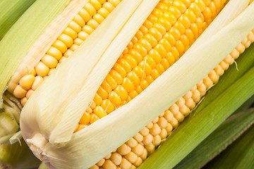 Image showing Corn background