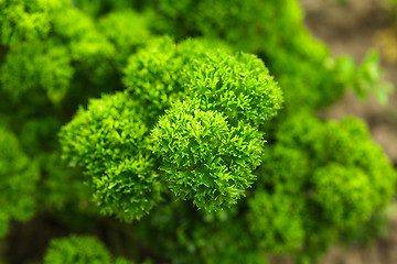 Image showing Curly parsley