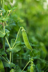 Image showing Green pea