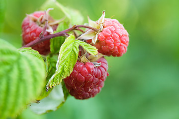 Image showing Raspberry bush