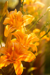 Image showing Orange lilies