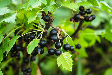 Image showing Blackcurrant bush