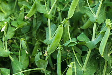 Image showing Green pea