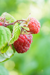 Image showing Raspberry bush