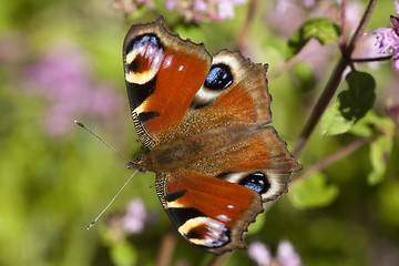 Image showing peacock butterfly