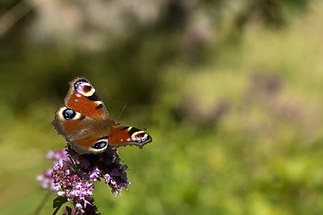 Image showing peacock butterfly