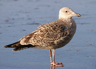 Image showing Lesser Black-backed Gull