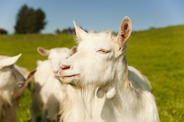 Image showing white goats