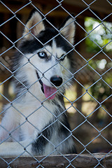 Image showing husky locked up