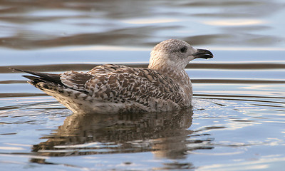 Image showing Sea gull