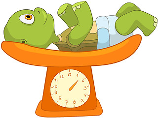 Image showing Funny Turtle. Baby Weighing