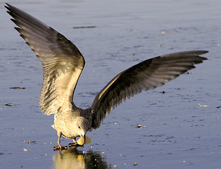 Image showing Black-backed seagull