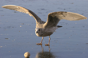 Image showing Black-backed seagull