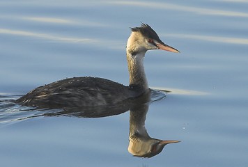 Image showing Great Crested Grebe