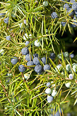 Image showing Juniper berries