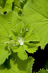 Image showing Lady's mantle 01