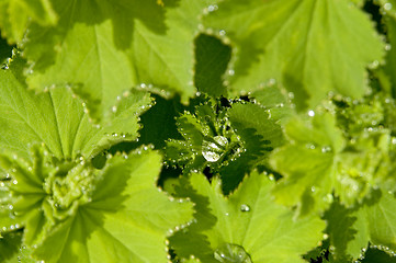 Image showing Lady's mantle 02