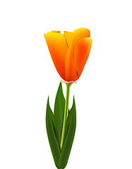 Image showing Orange Tulip 